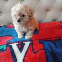 Cuccioli di maltipoo mini toy