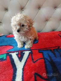 Cuccioli di maltipoo mini toy