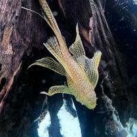 CORYDORAS e ANCISTRUS tutte le colorazioni