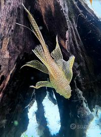 CORYDORAS e ANCISTRUS tutte le colorazioni