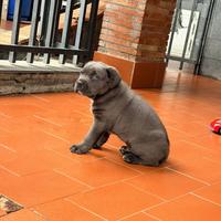 Cane corso