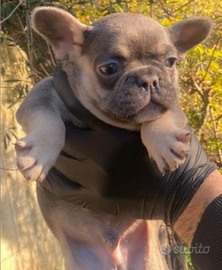 Bulldog francese esotico