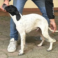 Pointer inglese