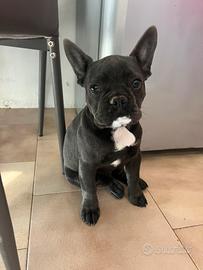 Buldogue francesce 4 mesi