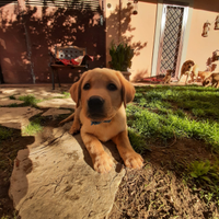 Cuccioli di Labrador color miele