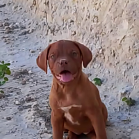 Cuccioli dogue de bordeaux