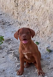 Cuccioli dogue de bordeaux