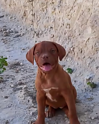 Cuccioli dogue de bordeaux