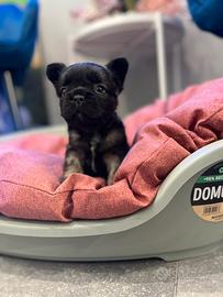 Cucciola bulldog francese fluffy black