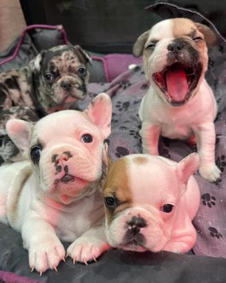 Cuccili Buldog Francese Merlè