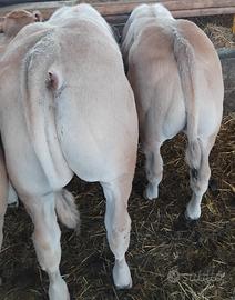 Vitelli piemontesi iscritti