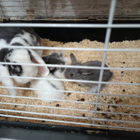 Conigli Ariete Nani 2026