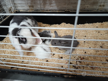 Conigli Ariete Nani 2026