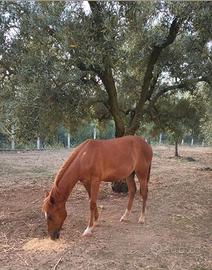 Puledro qh