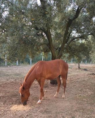 Puledro qh