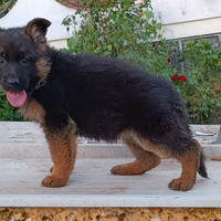 Pastore tedesco cuccioli maschi