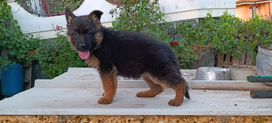 Pastore tedesco cuccioli maschi