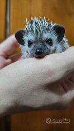 Cuccioli di riccio africano