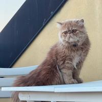 Disponibile gatto persiano per accoppiamento