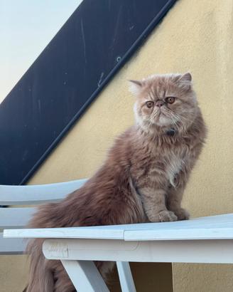 Disponibile gatto persiano per accoppiamento