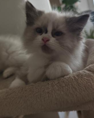 Gattini ragdoll
