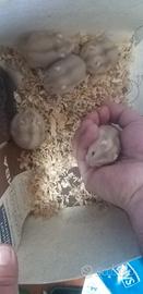 Criceti russi - razza argente