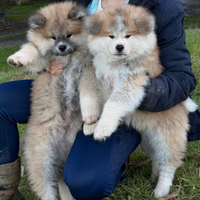 Cuccioli Akita Inu pelo lungo