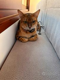 Gatto del bengala