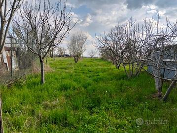 Terreno moribondo frazione Bausone