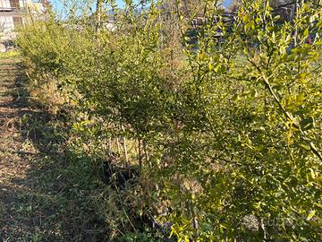 Piante di finger lime