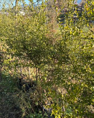 Piante di finger lime