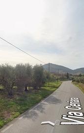 Terreno con olive