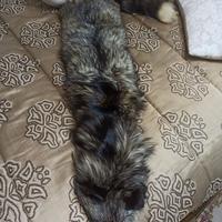 Volpe da mettere su cappotti