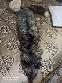 Volpe da mettere su cappotti