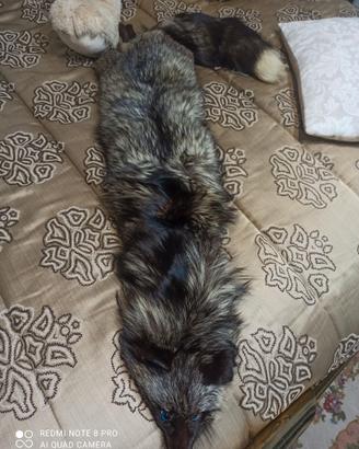 Volpe da mettere su cappotti