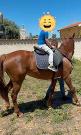 Cavallo da passeggio