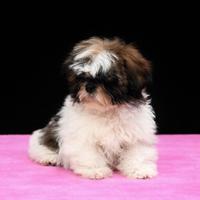 Shih tzu femmina
