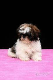 Shih tzu femmina