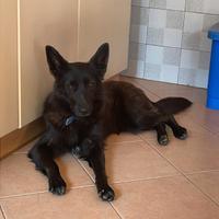 Giovane pastore belga