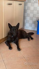 Giovane pastore belga