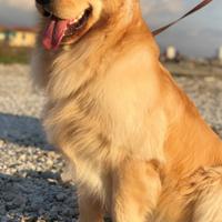 Golden Retriever Monta