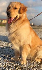 Golden Retriever Monta
