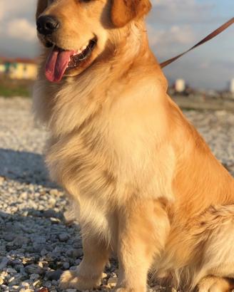 Golden Retriever Monta