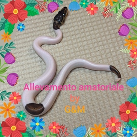 Pitone camel spit maschio