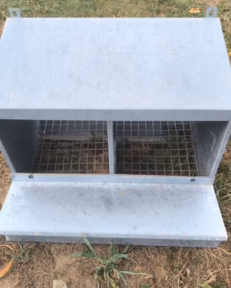 Nido galline ovaiole