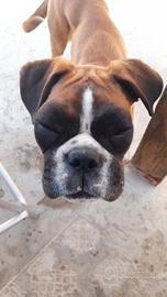 Boxer femmina di 1 anno