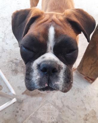 Boxer femmina di 1 anno