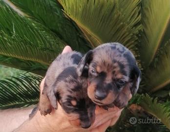 Cuccioli di bassotto