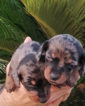 Cuccioli di bassotto