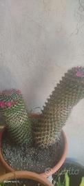 pianta grassa ( Mammillaria) 